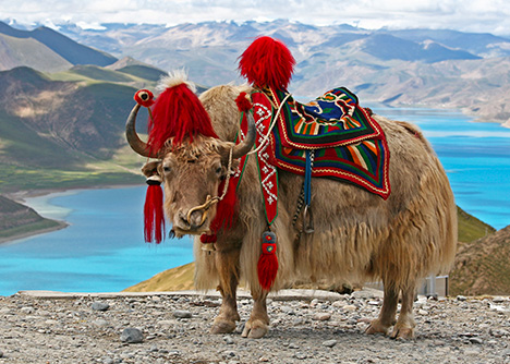 snobby_sheep_yak